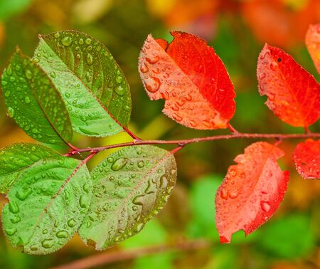 olive   redの写真素材