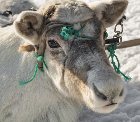 face of domesticated reindeerの写真素材