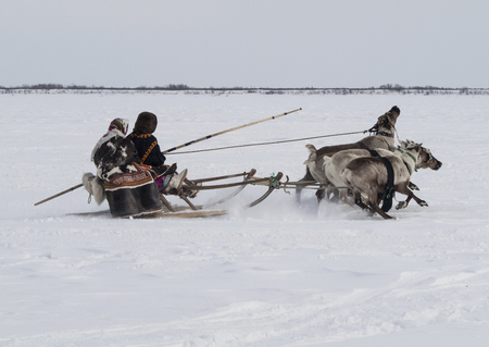 family couple ride of domesticated reindeerの写真素材