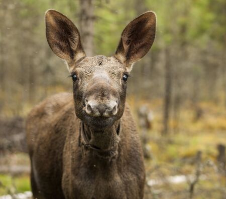 young moose