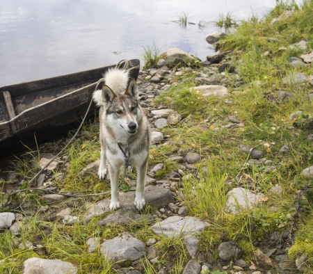 husky dogの写真素材