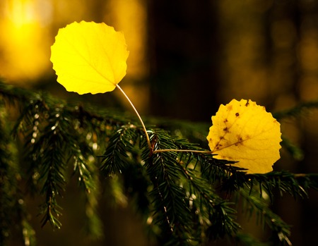 glorious colors on fallen aspen leavesの写真素材