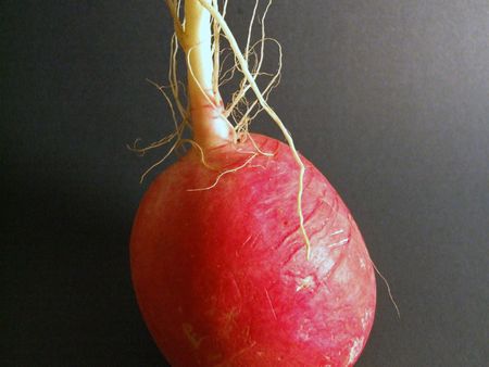 radish