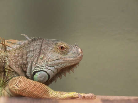 macro iguanaの写真素材