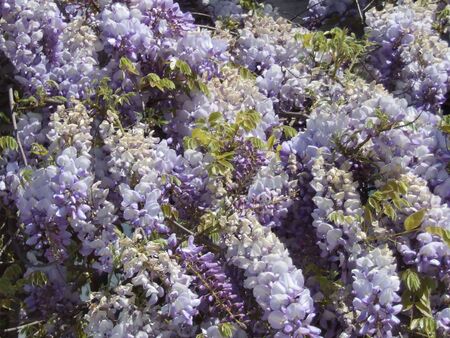cluster of purple flowersの写真素材