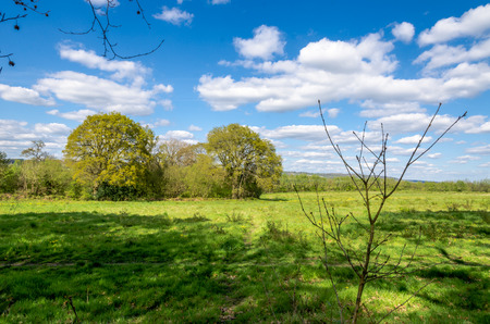 A clearing in the woods in Kent, known as the Garden of Englandの写真素材