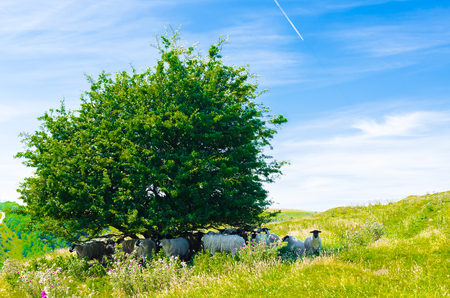 Black faced sheep taking shelter under a tree in the Peak District, Derbyshireの写真素材