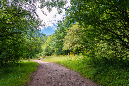 A footpath in the woods in summertimeの写真素材