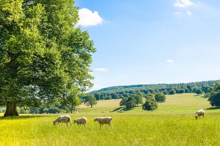 Sheep grazing in an idyllic field in the Peak District, Derbyshire, UKの写真素材