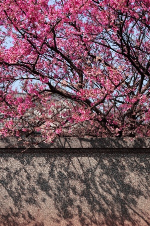 Sakura  tree by the wallの写真素材