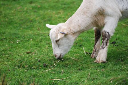 Kid has a snack on the farmの写真素材