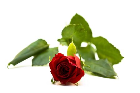 Red rose on a white background with a narrow depth of field.の写真素材