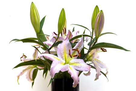 Taylors Lilium Oriental Hybrid の写真素材