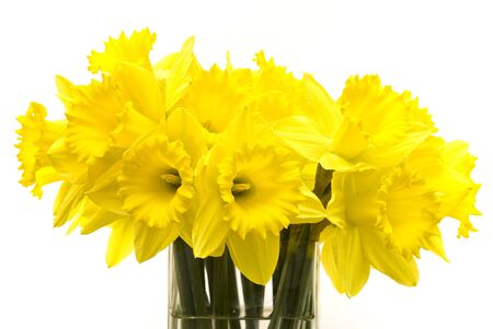 Bunch of spring daffodils in a vase on a white backgroundの写真素材