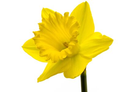 Single yellow daffodil on a white backgroundの写真素材