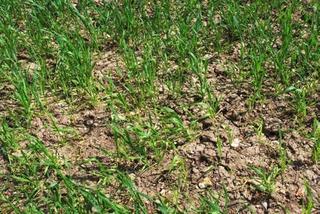 Wheat growing in parched conditions on a farmの写真素材