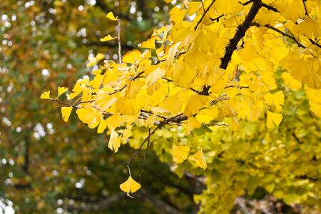 Golden yellow leaves on a branch of a tree in autumnの写真素材