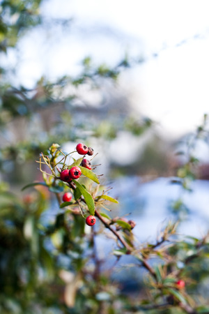 Red berries on a hawthorn bush