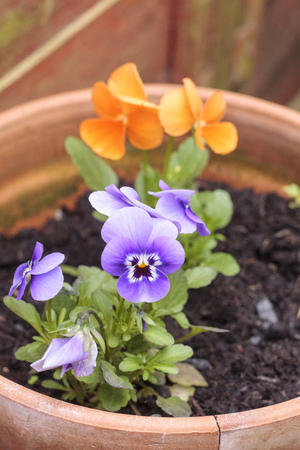 Orange and lilac pansy flowers (Viola tricolor subsp. tricolor) in a terracotta flower potの写真素材