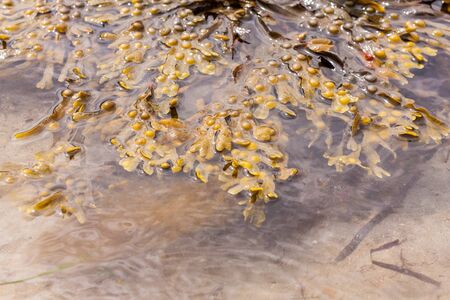 A clump of kelp, seaweed, floating in sea waterの写真素材