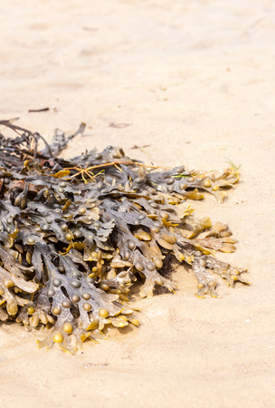 A clump of kelp laying on golden sandの写真素材