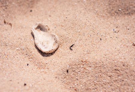 An empty discarded white shell laying on golden sandの写真素材