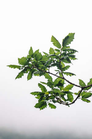 branch of green leaves on a neutral backgroundの写真素材