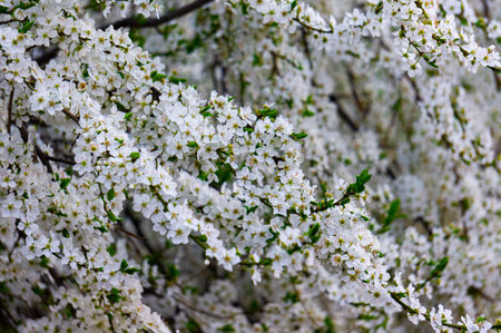 White on White: A Close-Up of Beautiful Cherry Blossoms in Bloomの写真素材