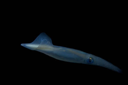 A California market squid (Loligo opalescens) travels through the inky water.の写真素材