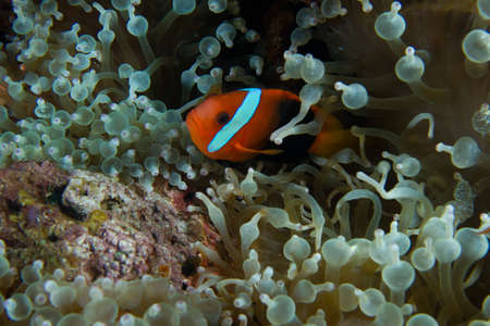 A clown fish nestles insdife a sea anemone.の写真素材