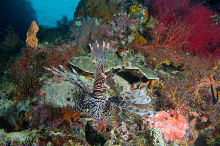A lion fish stalks a colorful coral reef の写真素材
