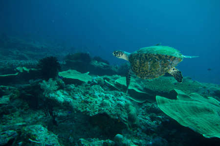 A sea turtle swims over  an Indonesian reef の写真素材