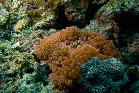 A striking pink sea anemone の写真素材