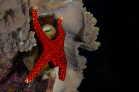 A striking red sea star on a reef の写真素材