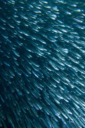 Bait fish running for dear life as they are hunted の写真素材