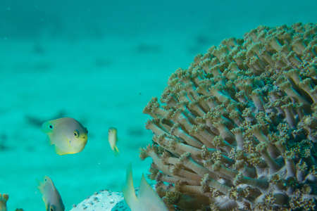 A territorial damsel fish stares down the camera の写真素材