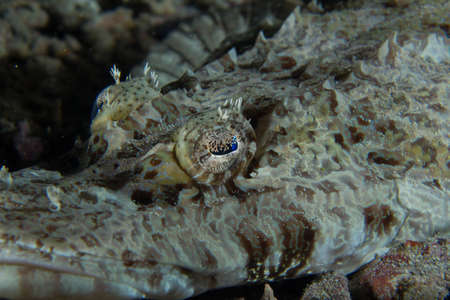 The unbelievable eye of the crocodile fish の写真素材