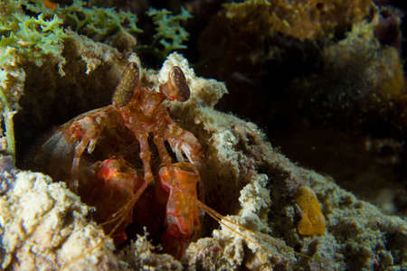 A mantis shrimp peeks out of his hole at night, prowling for food の写真素材