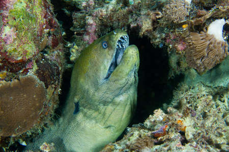 A moray eel wards off nightly intruders 
