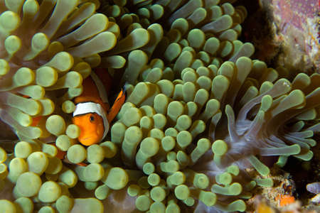 A clown fish seeks shelter in a green anemone の写真素材