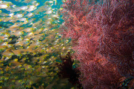 Tiny glass fish gather near a sea fan の写真素材