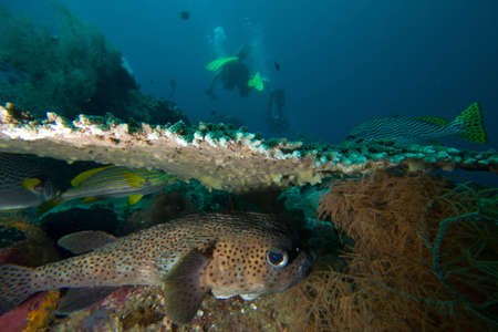 A pufferfish hides under a hard coral as divers go by の写真素材
