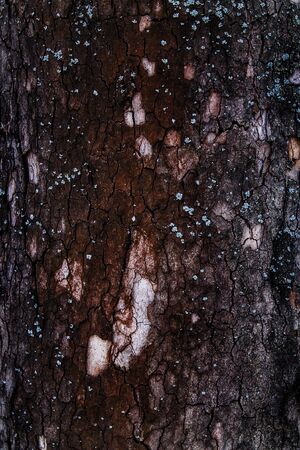 texture of treeの写真素材