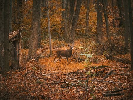 deer in the park in the middle of autumn. dry foliage aroundの写真素材