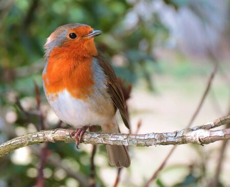 Robin on a twigの写真素材