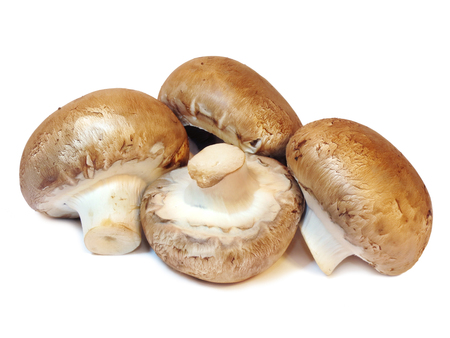 Group of four fresh mushrooms isolated on a white backgroundの写真素材