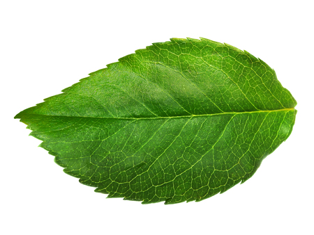 Close up of a green leaf showing the structure and veins, isolated on a white backgroundの写真素材
