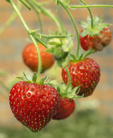 Fresh healthy ripe red strawberries growing in a garden の写真素材