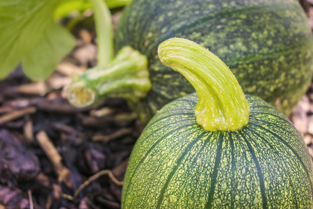 Close up of a young green pumpkinの写真素材