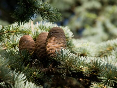 Close up of fir cones on a tree branch.の写真素材